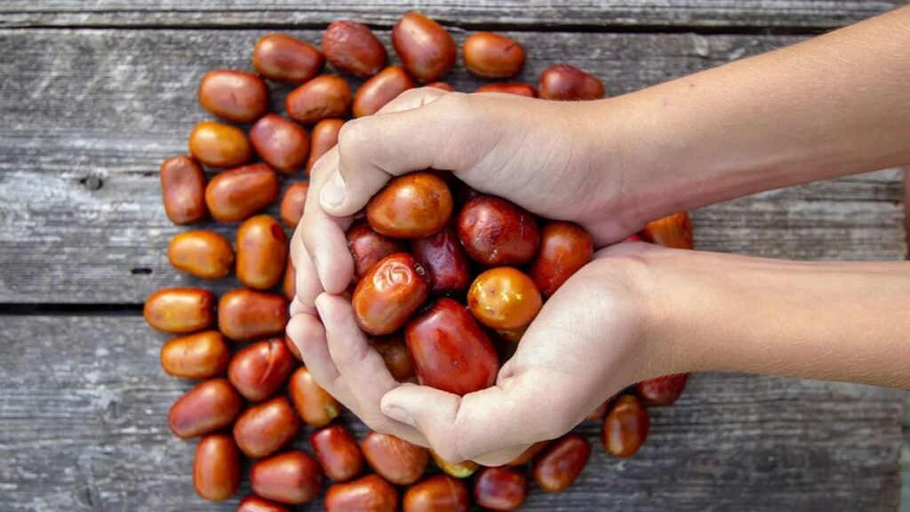 Žižole: History, Health Benefits, and Uses of the Jujube Fruit
